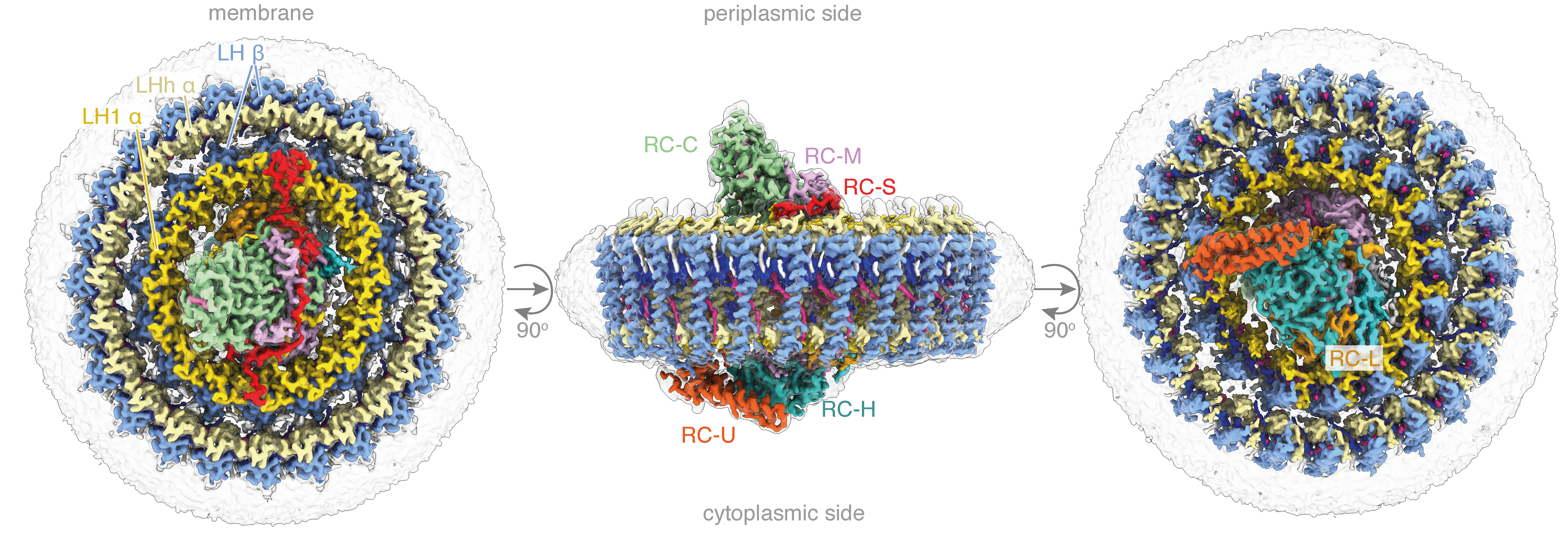 Structure of a double light-harvesting system from a rare bacterium