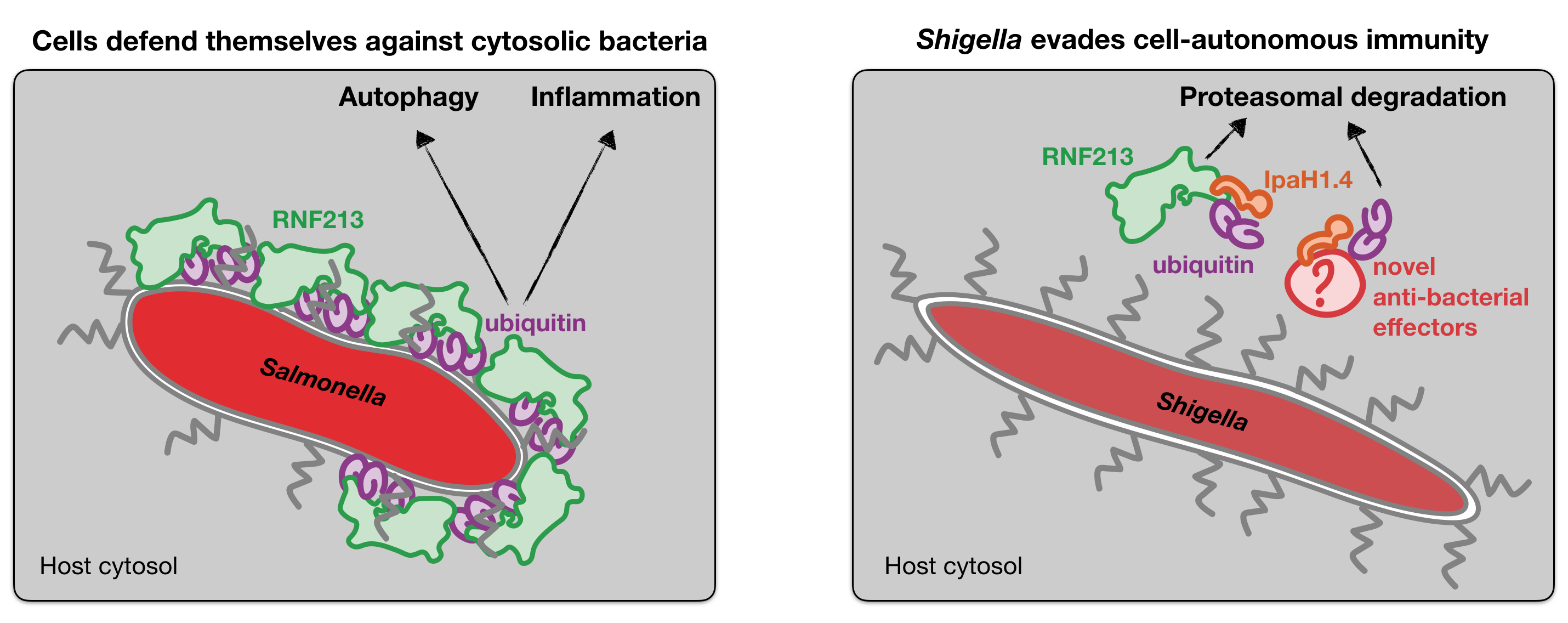 Illustration of the host-pathogen arms race