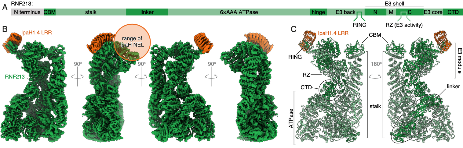 Structure of the host protein RNF213 bound to the bacterial secreted effector IpaH1.4